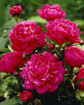 Без бренда «2KMB-4036» в Туле