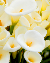 Без бренда «Белые каллы» в Туле