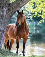 Без бренда «Лошадь у дерева» в Туле