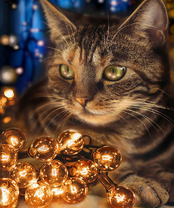 Без бренда «2KXSB-0678» в Туле