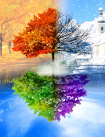 Без бренда «Четыре сезона одного дерева (10шт)» в Туле