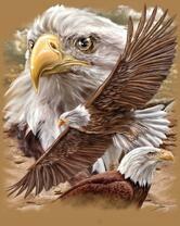 Без бренда «Коробка 20 шт: Орёл крупным планом» в Туле