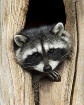 Без бренда «Енот в дупле» в Туле