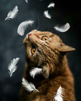 Без бренда «Кот среди перышек» в Туле