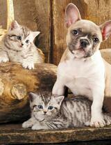 Без бренда «Милый щенок французского бульдога и два котёнка» в Туле в интернет-магазине  Без бренда «Милый щенок французского бульдога и два котёнка» в Туле