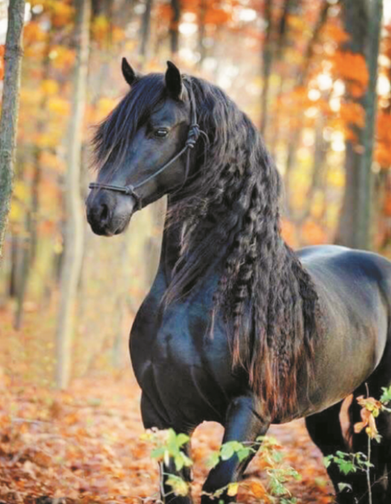 Алмазная мозаика 40x50 Красивая черная лошадь в осеннем лесу