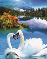 Прекрасные белые лебеди