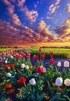 Без бренда «Поле тюльпанов под облачным небом» в Туле